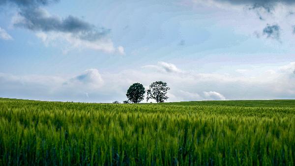 부모와 아이 나무